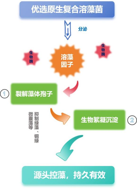 優選原生復合溶藻菌.png