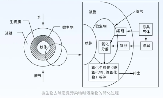 微生物去除惡臭污染物時污染物的轉化過程.png